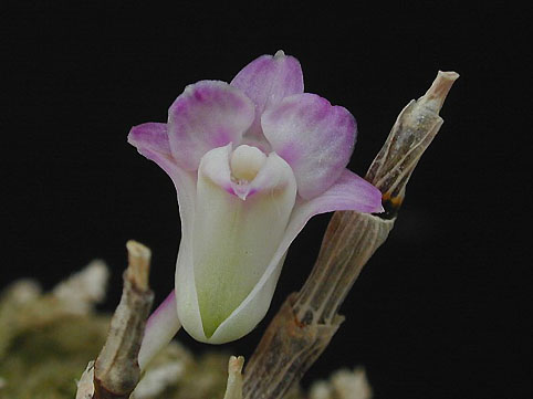 Den. moniliforme '�s�P'