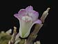 Den. moniliforme '“s•P'