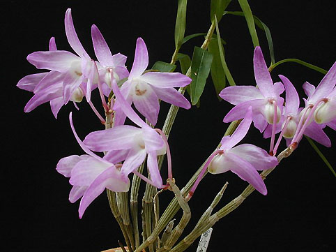 Den. moniliforme '���g��'