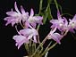 Den. moniliforme '—‹gŠÛ'