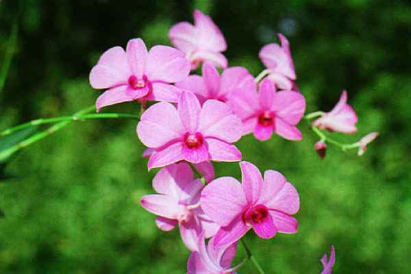Dendrobium un-known