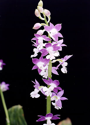 �q�[���@���@�~�N��