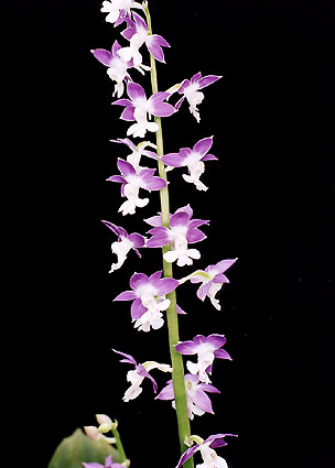 �q�[���@���@�~�N��