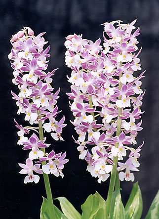 �G�r�l�@�q�[���@���@�R�I�Y�@�i�g�~�X�j