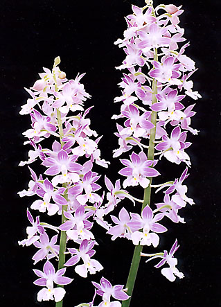 �G�r�l�@�q�[���@���@�R�I�Y�@�i�g�~�X�j