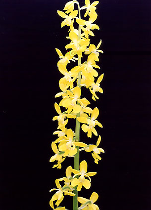 �j�I�C�@���@�L�G�r�l