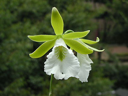 Encyclia mariae