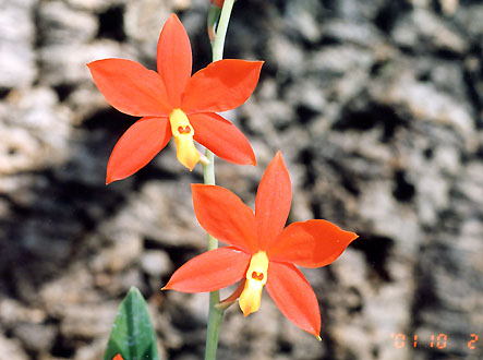 おじこさんの Ency. vitellina