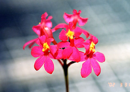 Epi. Crystal Valley 'Cherry Ball'
