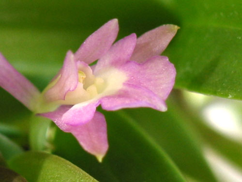 Epi. conopseum x centradenia
