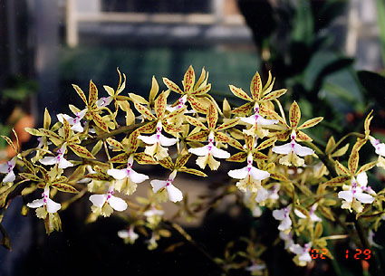 Epi. stamfordianum