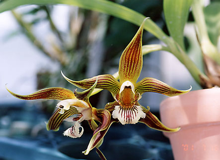 Galeottia fimbriata