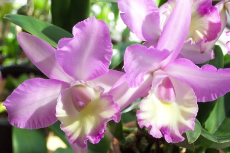 かじはらさんの レリア ダイアナ