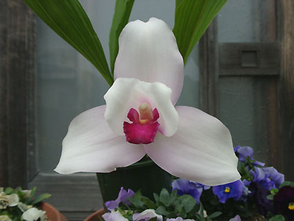 Lyc. Shoalhaven ( Lyc. Koolena x Lyc. Hamana Burritt )
