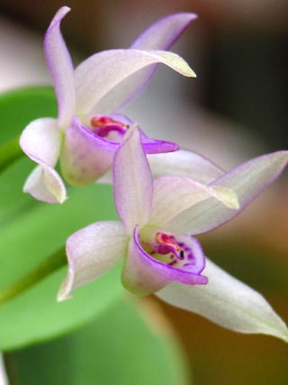 Meiracyllium trinasutum