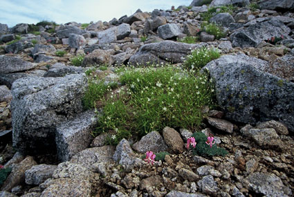 木曽駒ヶ岳の山頂付近に咲くコマクサ