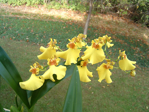 Oncidium