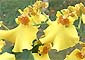 Oncidium