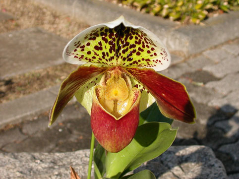 Paph. Parry Gripp x Paph. Tokyo Festival