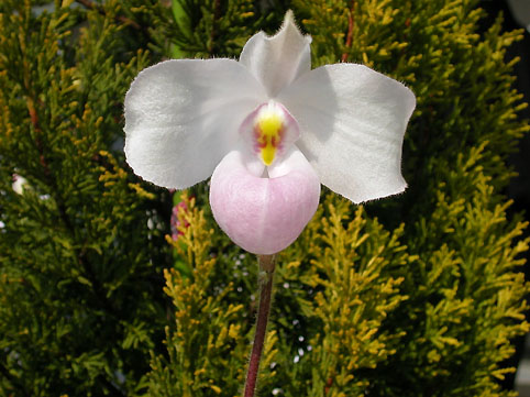 Paph. delenatii