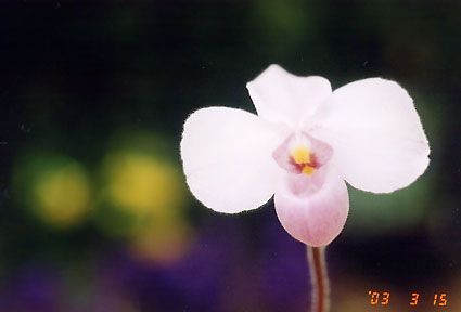 Paph. delenatii