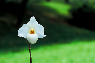 Paph. Armeni White