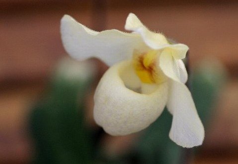 Paph. Armeni White