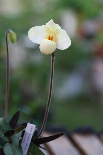 Paph. Armeni White