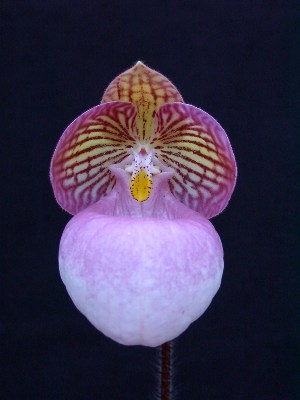 Paph. micranthum