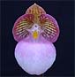 Paph. micranthum