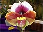 Paph. Sioux 'Ardmore'