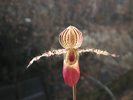 Paph. Transvaal