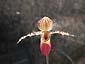 Paph. Transvaal