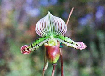 Paphiopedirum (Lady�fs-slipper orchid)