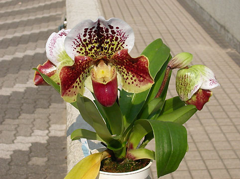 Paph. Flight Jack x Paph. Mem. Sewall Wright