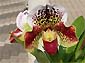 Paph. Flight Jack x Paph. Mem. Sewall Wright