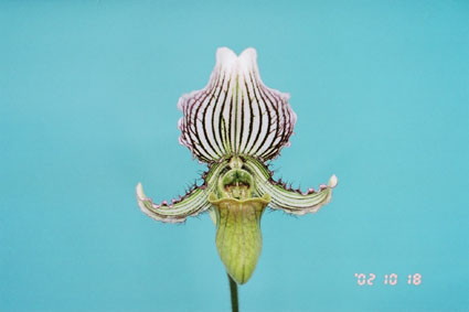 Paph. fairrieanum