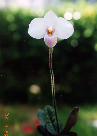 Paph. delenatii