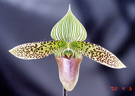 Paph. sukhakulii