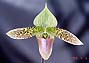 Paph. sukhakulii