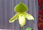 Paph. Sunlit Meadow