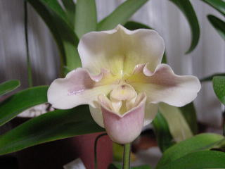Paph. (Via Rio Verde x Via Victoria) x Whitecrest 'Abe'