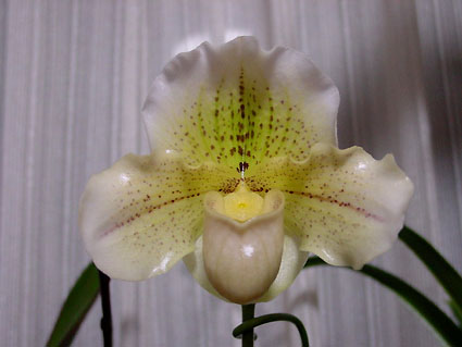Paph. (Via Rio Verde x Via Victoria) x Whitecrest 'Abe'