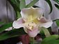 Paph. (Via Rio Verde x Via Victoria) x Whitecrest