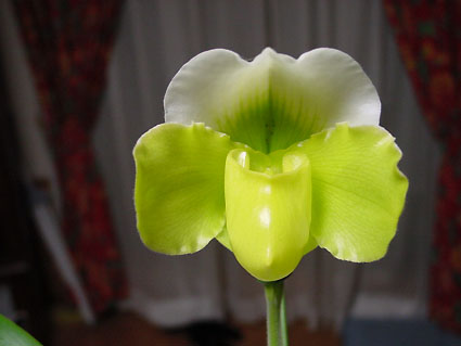 Paph. Winter Sunshine 'Saku' BM/JOGA