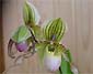 Paph. philippinense x chamberainianum