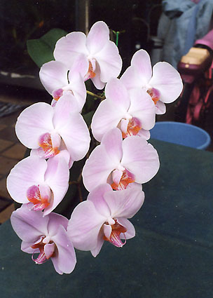 Dtps. Happy Valentine