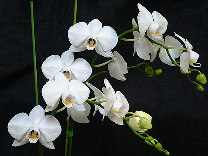 Phal. amabilis