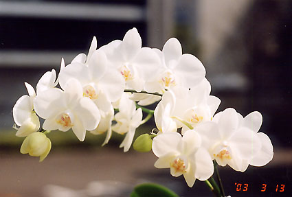 Phal. amabilis