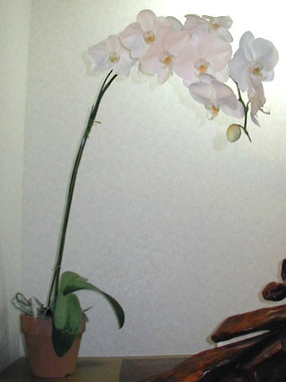 Phal. [Cygnus�~((Silky Moon x Grand City)xMoon Jacker)] '#1'